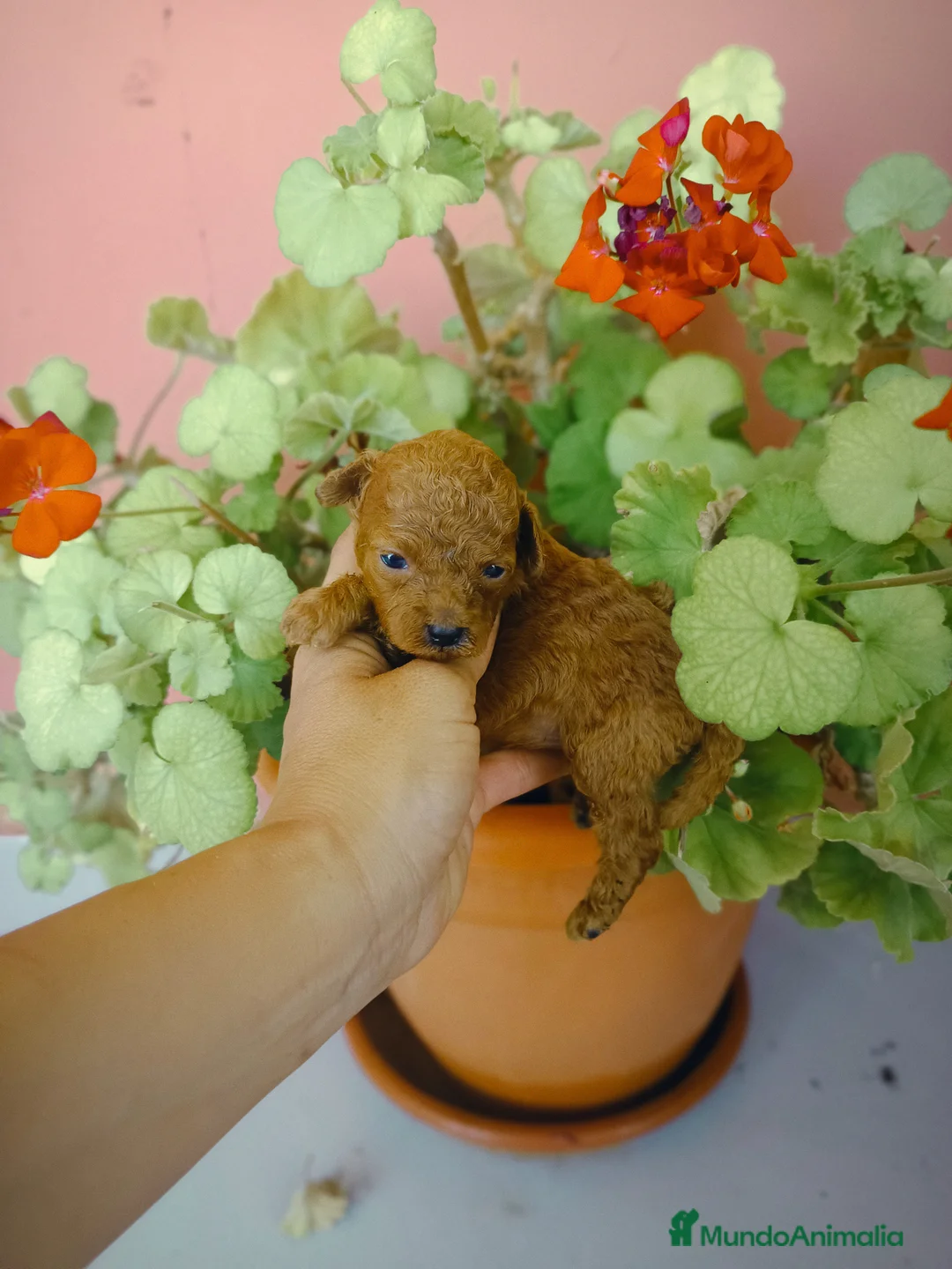 Caniche Toy perros en venta: Caniche toy - Anuncio 1