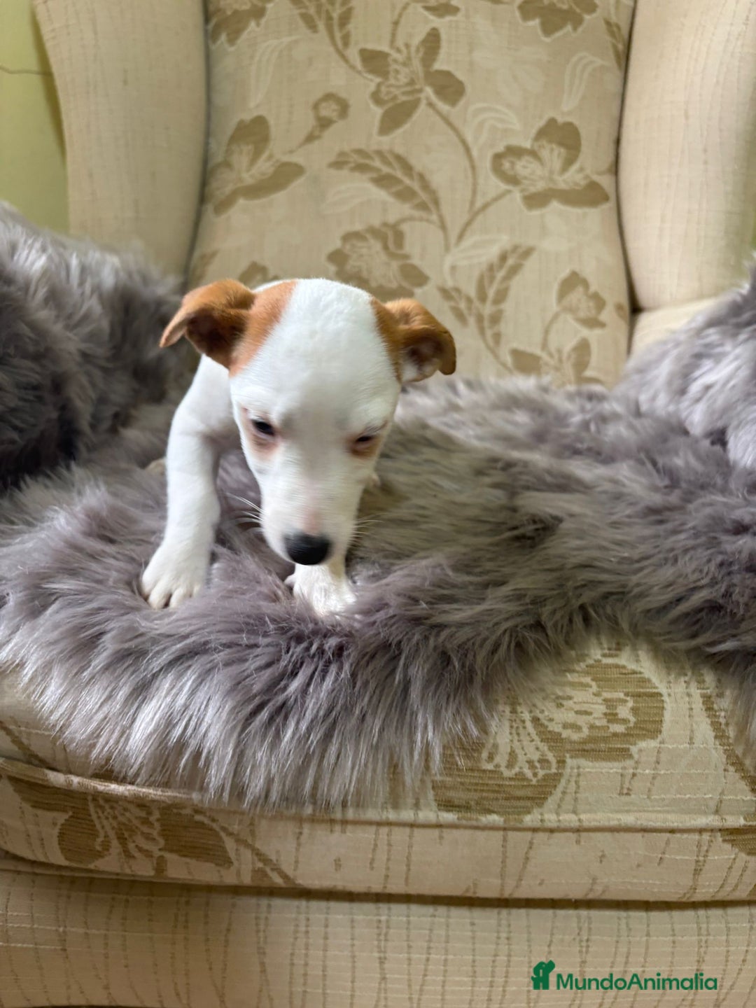 Jack Russell Terrier perros en venta: Cachorros de Jack Russell  - Imagen 6