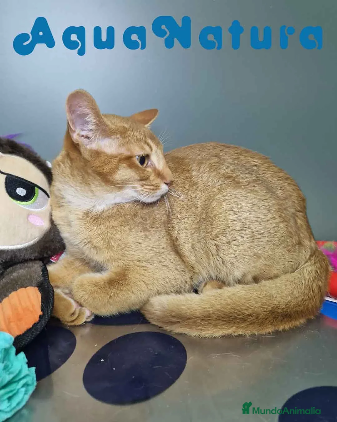 Abisinio gatos en venta: Abisinio Macho de Santa 1931 AQUANATURA - Anuncio 3