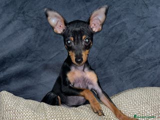 Pinscher Miniatura perros Pincher miniatura - Anuncio 21