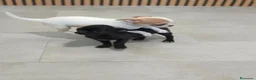 Chihuahua perros en venta: Chihuahua Toy Machitos - Anuncio 10
