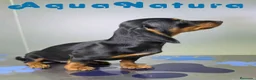 Teckel perros en venta: Teckel Hembra de Kily y Luisiño 8164 AQUANATURA - Anuncio 7