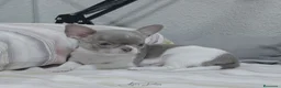 Chihuahua perros en venta: Chihuahua - Anuncio 2
