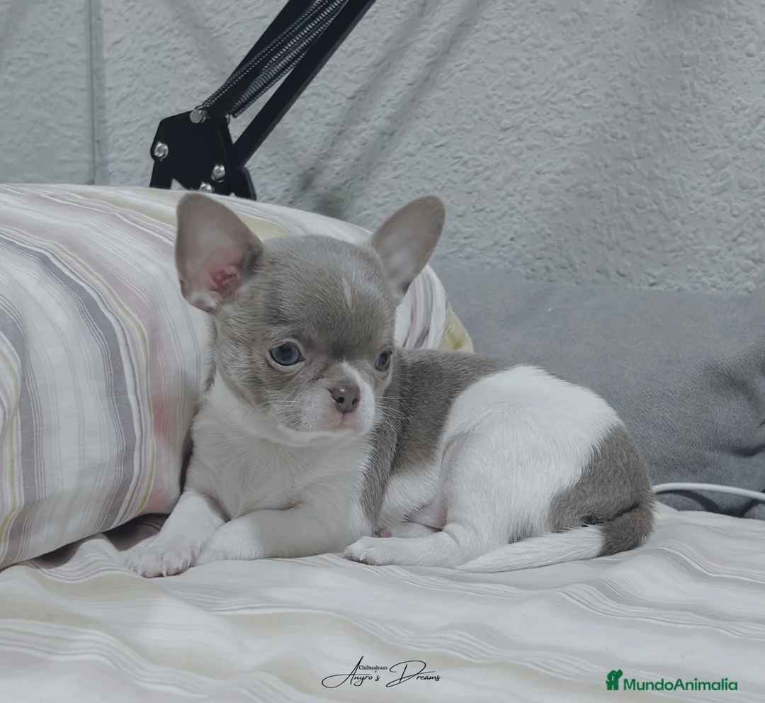Chihuahua perros en venta: Chihuahua - Anuncio 2