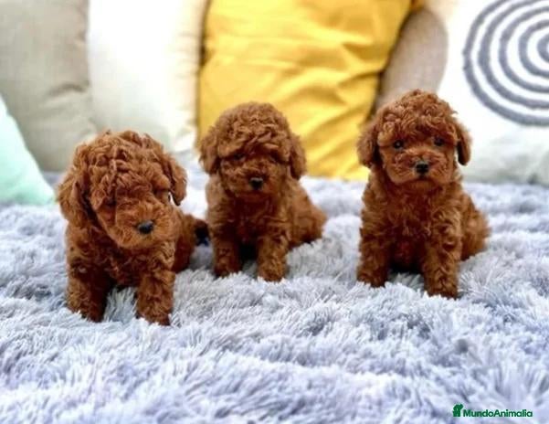 Caniche Toy perros en venta: ❤️🐩🌹CANICHE ROJO: UNA JOYITA QUE ENAMORA 🌹🐩❤️ - Anuncio 5
