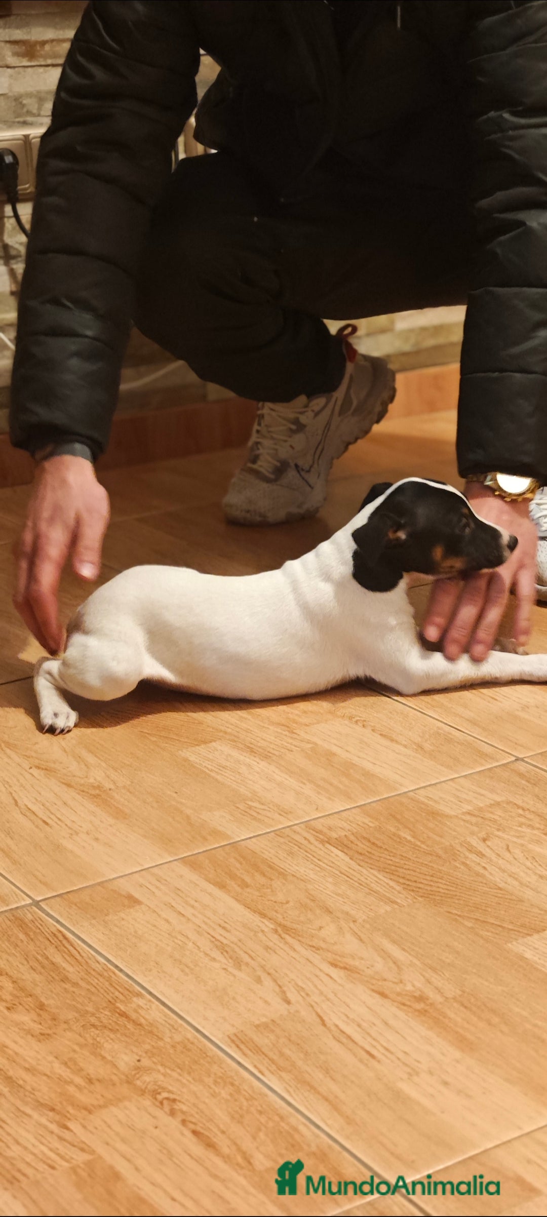 Ratonero Bodeguero Andaluz perros en venta: Bodeguero  - Anuncio 1