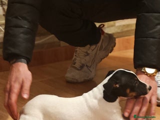 Ratonero Bodeguero Andaluz perros Bodeguero - Anuncio 1