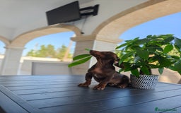 Teckel perros en venta: Teckel - Imagen 1