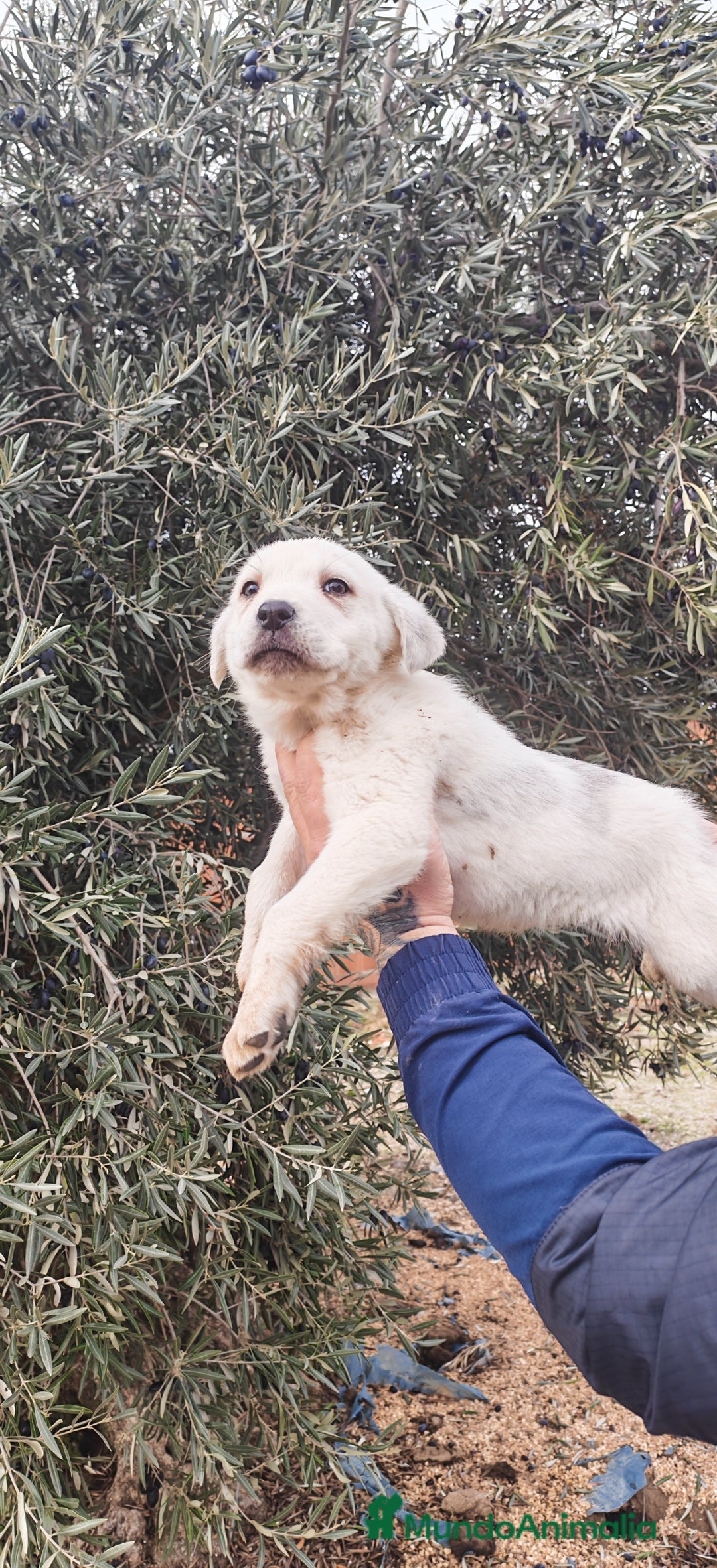 Mastín Español perros en venta: MASTÍN ESPAÑOL - Anuncio 6