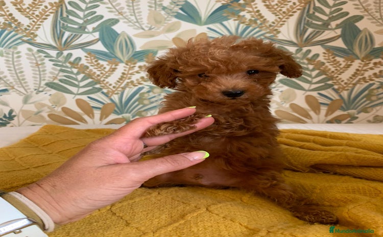 Caniche Toy perros - Anuncio 6