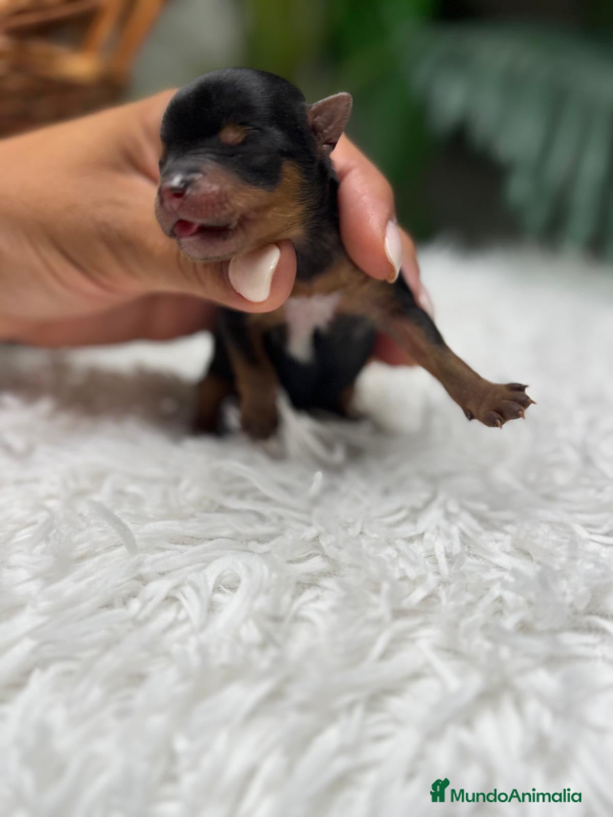 Yorkshire Terrier perros en venta: YORKSHIRE TERRIER - Anuncio 2