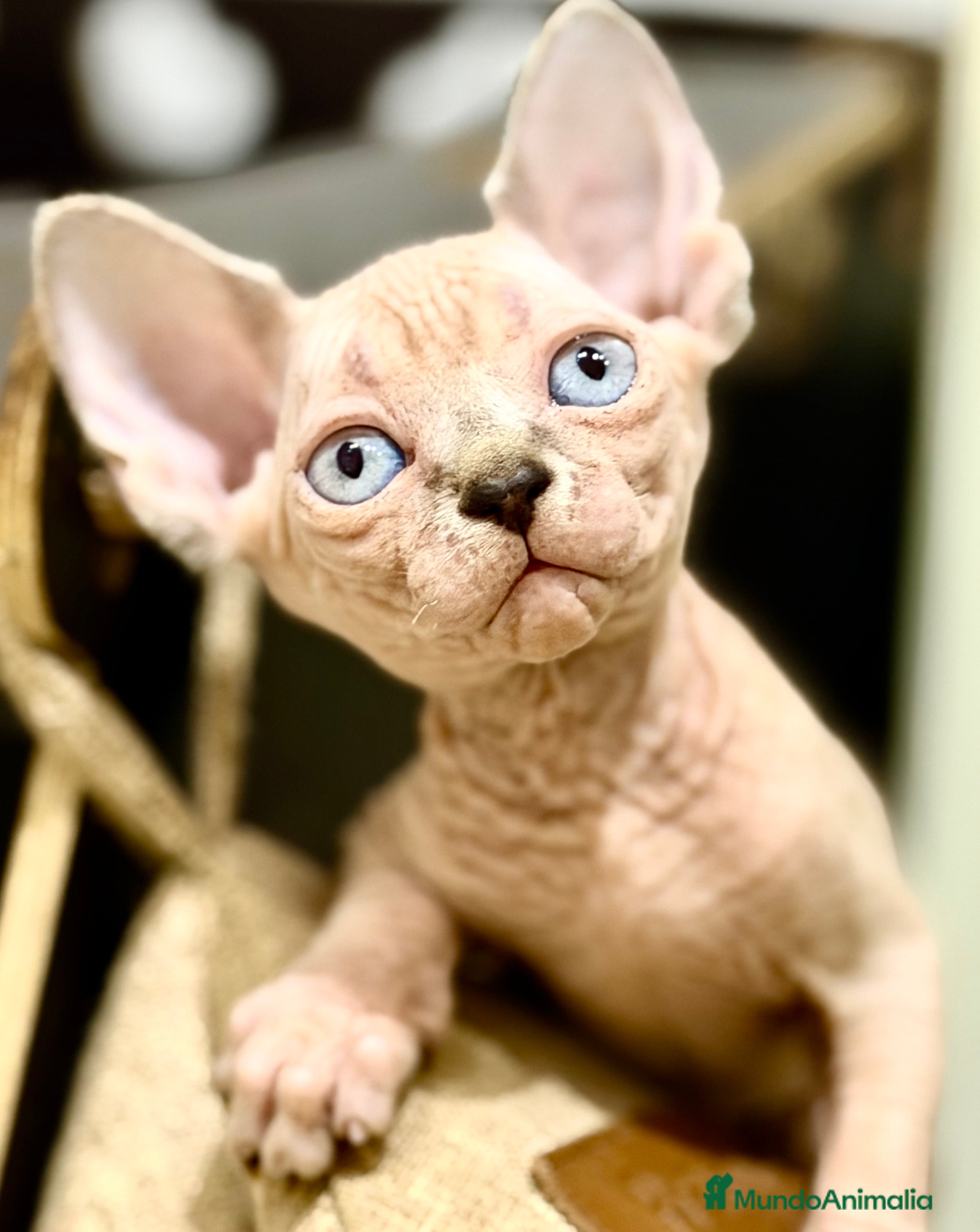 Sphynx gatos Última preciosa Sphynx con pedigree  - Anuncio 1