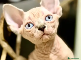 Sphynx gatos Última preciosa Sphynx con pedigree - Anuncio 1