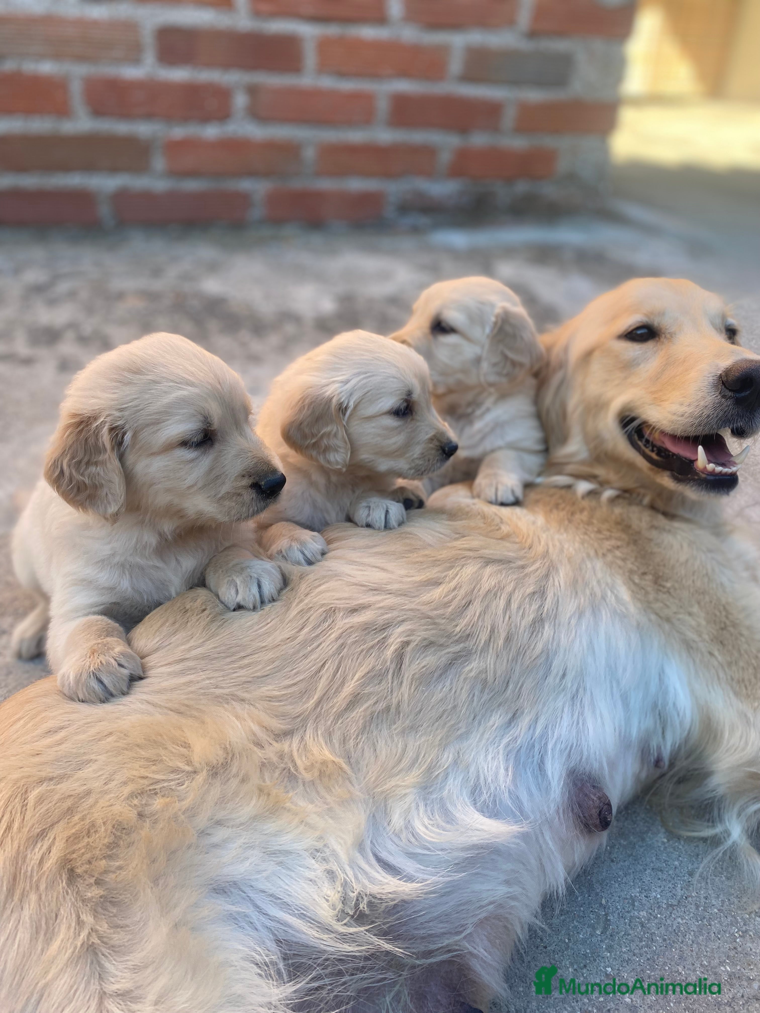 Golden Retriever perros CAMADAS DE GOLDEN - Anuncio 3