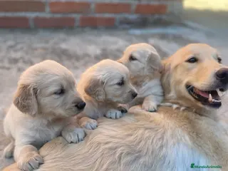 Golden Retriever perros CAMADAS DE GOLDEN - Anuncio 3