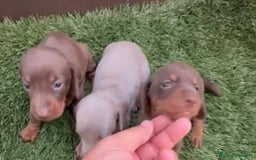 Teckel Miniatura perros en venta: Kaninchen teckel super chicos  - Imagen 7