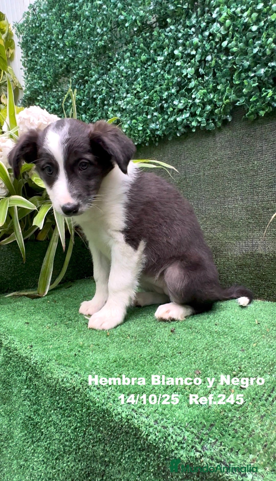 Border Collie perros en venta: Border Collie De Villa Biznaga - Anuncio 34