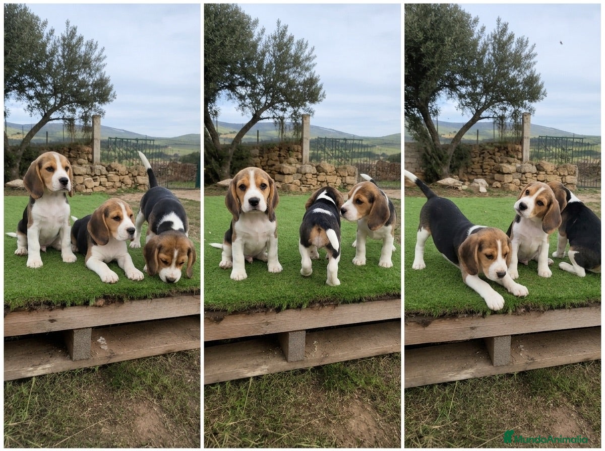 Beagle perros CACHORROS BEAGLE - MALAGA - Anuncio 2