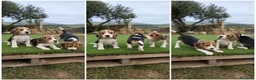 Beagle perros en venta: CACHORROS BEAGLE - MALAGA - Anuncio 1