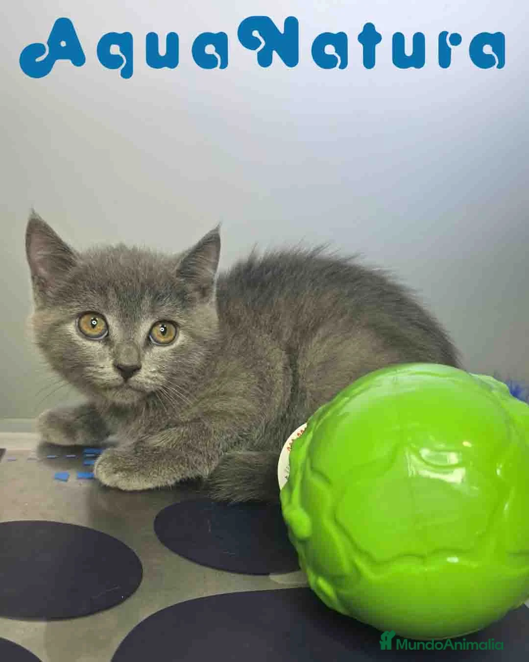 Británico de Pelo Corto Azul gatos en venta: British Hembra 6342 AQUANATURA - Anuncio 1