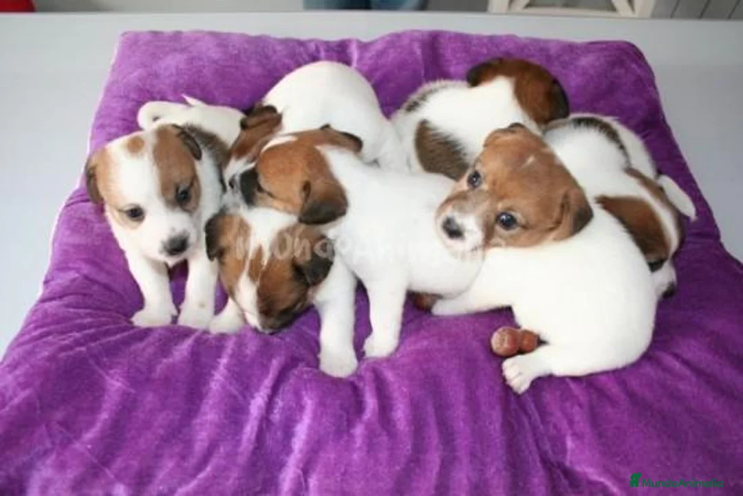 Imagen de galería {{count}}