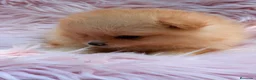 Pomerania perros en venta: POMERANIA - Anuncio 5