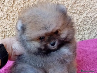 Pomerania perros - Anuncio 4