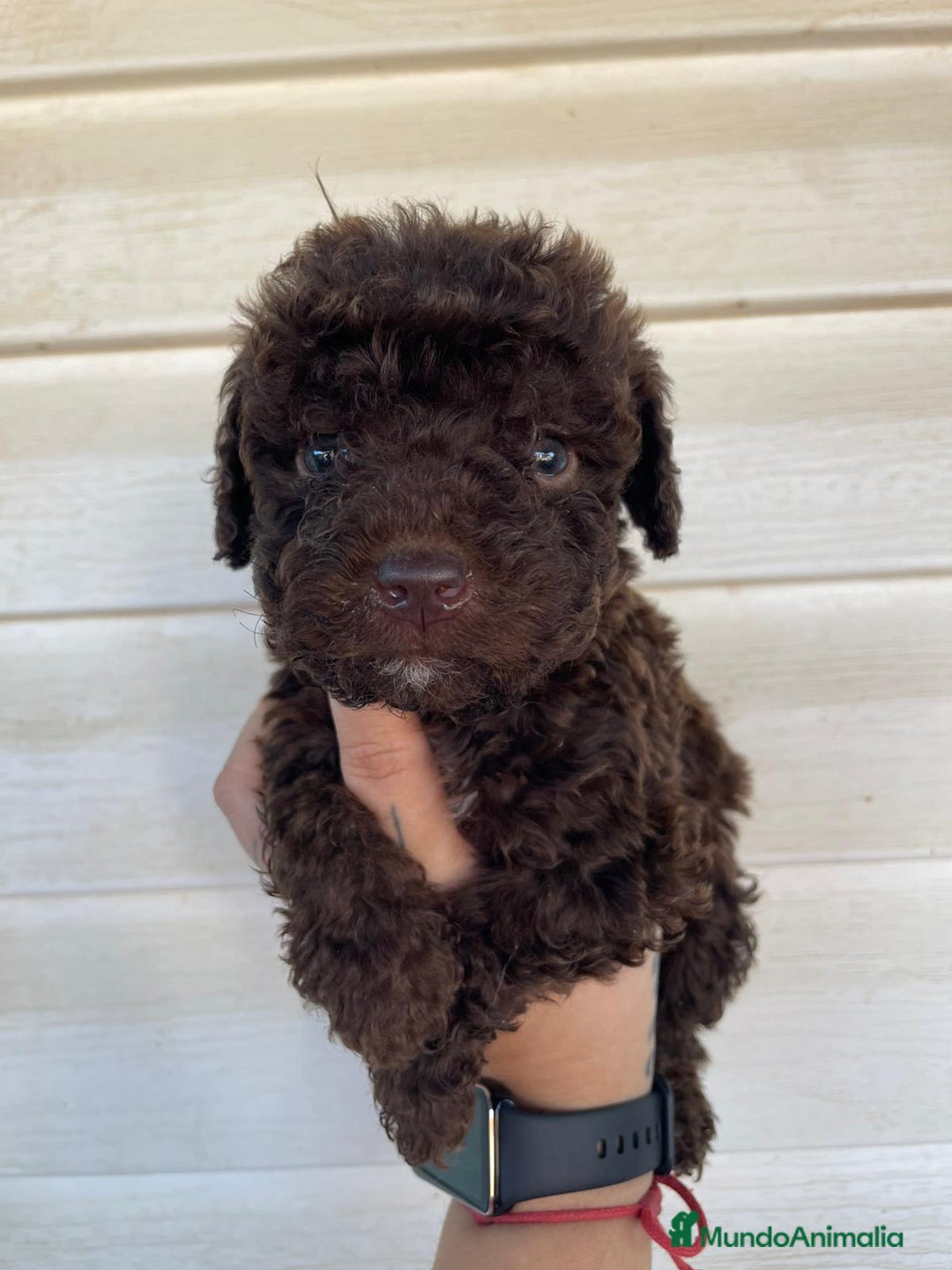 Perro de Agua Español perros en venta: Perro de agua  - Imagen 3