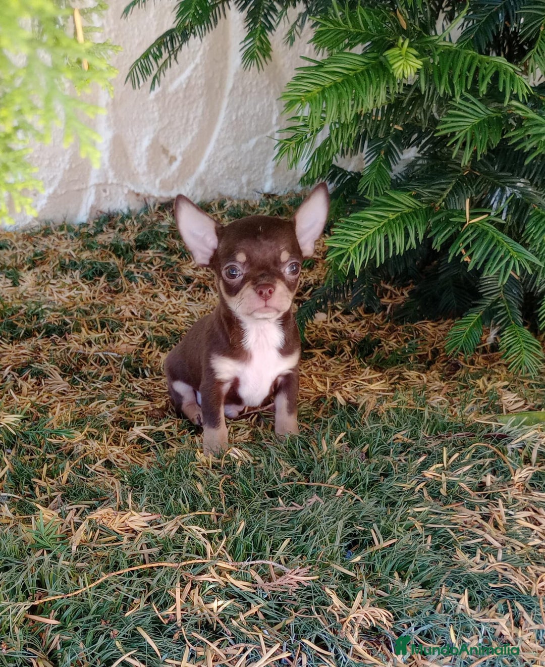 Chihuahua perros en venta: Chihuahua  - Imagen 1