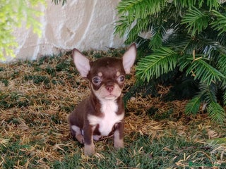 Chihuahua perros - Anuncio 25