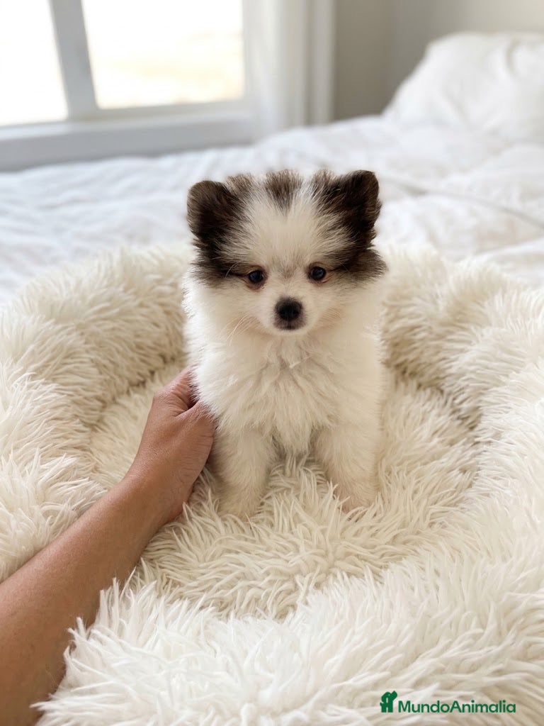 Pomerania perros Pomerania macho bicolor🐻 - Anuncio 2