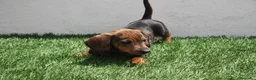 Teckel Miniatura perros en venta: Teckel Miniatura  - Anuncio 9