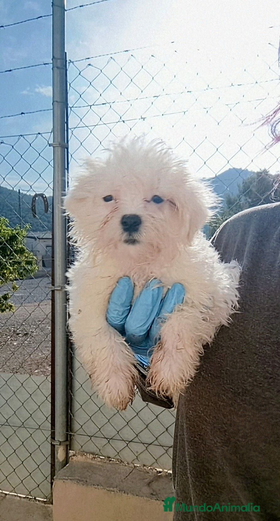 Bichón Maltés perros BICHON MALTES OFERTA DESDE 500€ - Anuncio 1