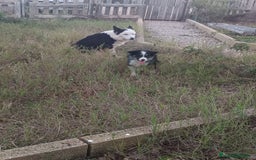 Border Collie perros en venta: Border collie  - Anuncio 1