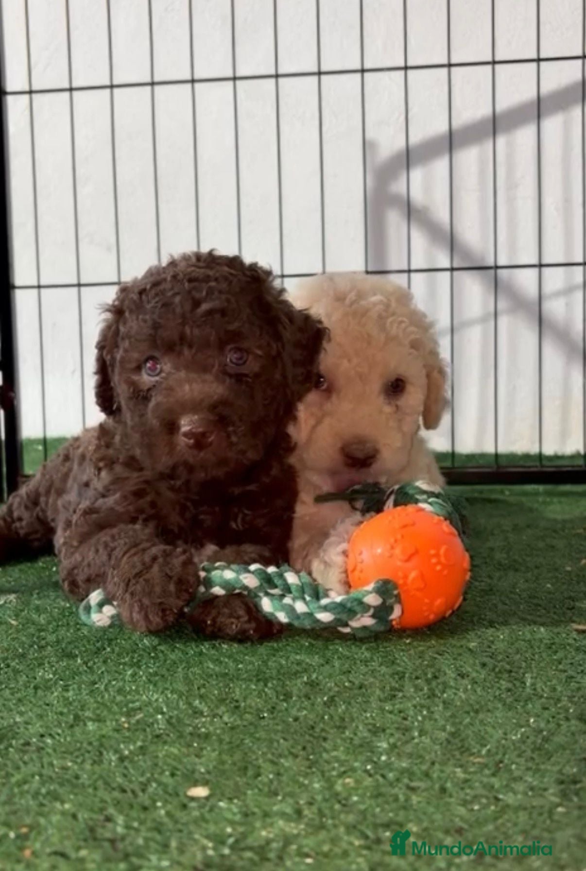 Perro de Agua Español perros Perro de agua  - Anuncio 1