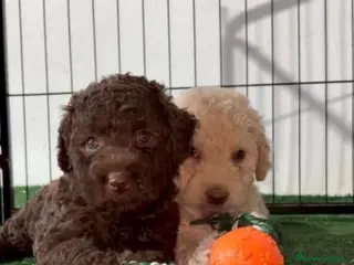 Perro de Agua Español perros Perro de agua - Anuncio 1