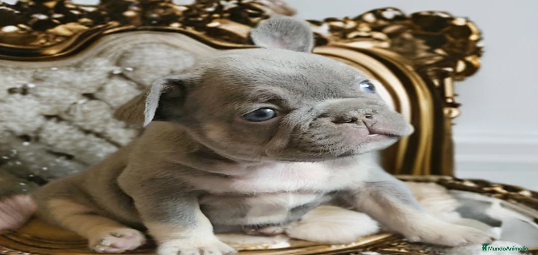 Imagen de galería {{count}}