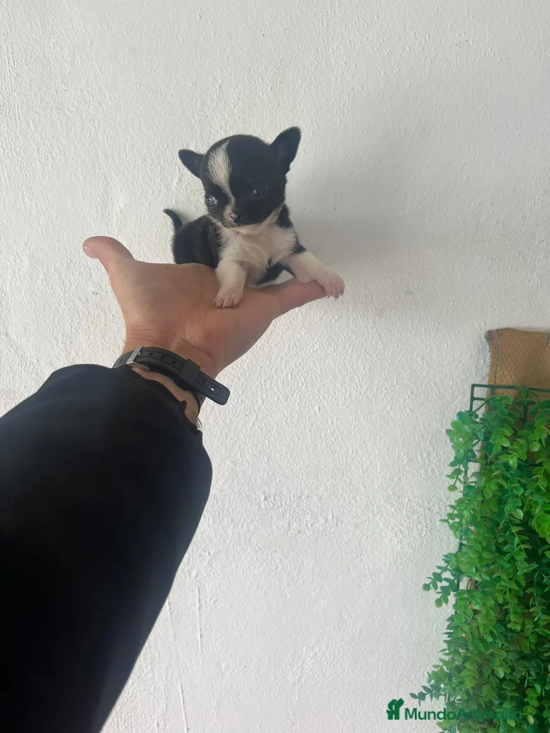 Chihuahua perros en venta: preciosos chihuahuas toy - Anuncio 7