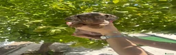 Teckel Miniatura perros en venta: teckel arlequin  - Anuncio 4