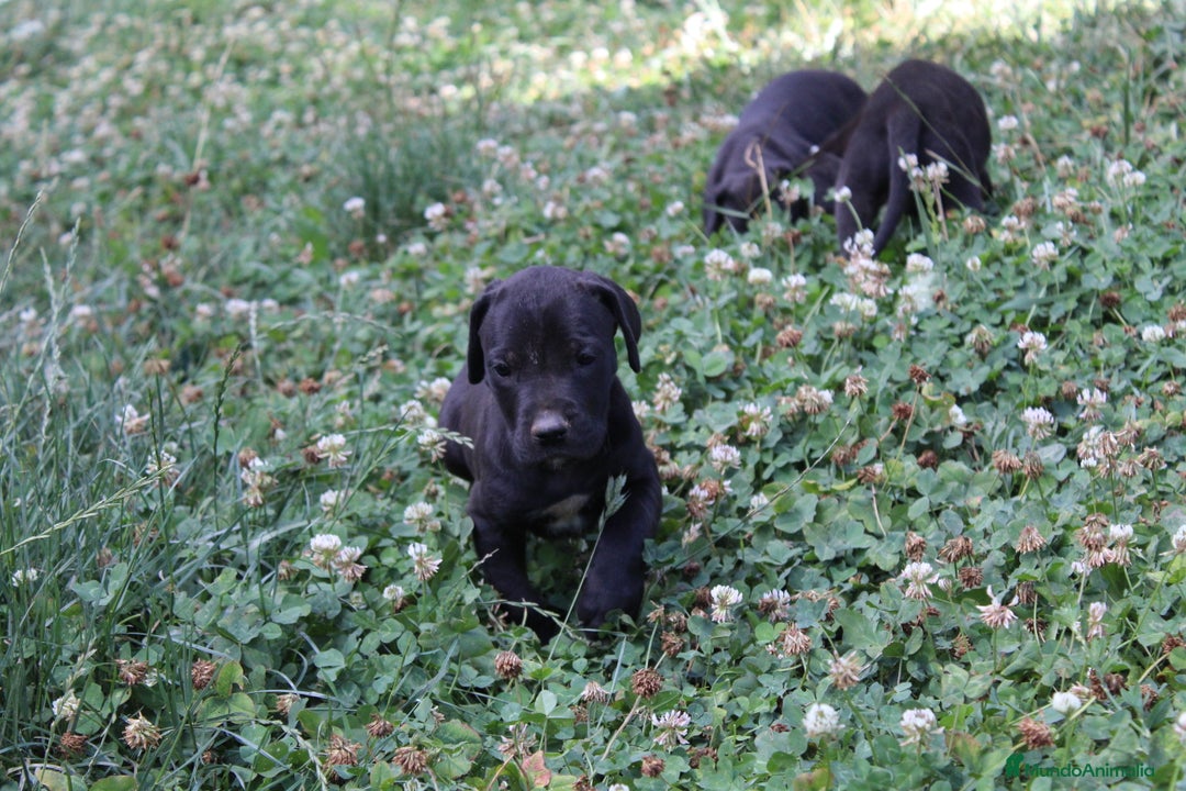 Dogo Alemán perros en venta: Dogo alemán/ gran danés  - Imagen 3
