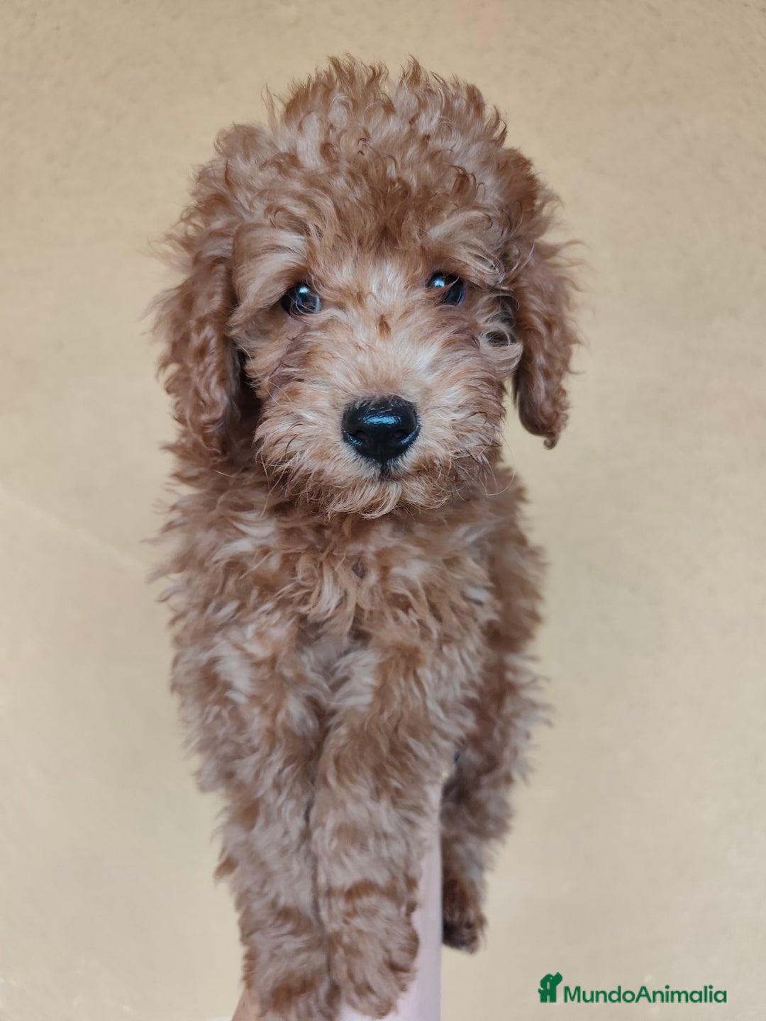 Caniche Enano perros en venta: OPORTUNIDAD  - Imagen 7