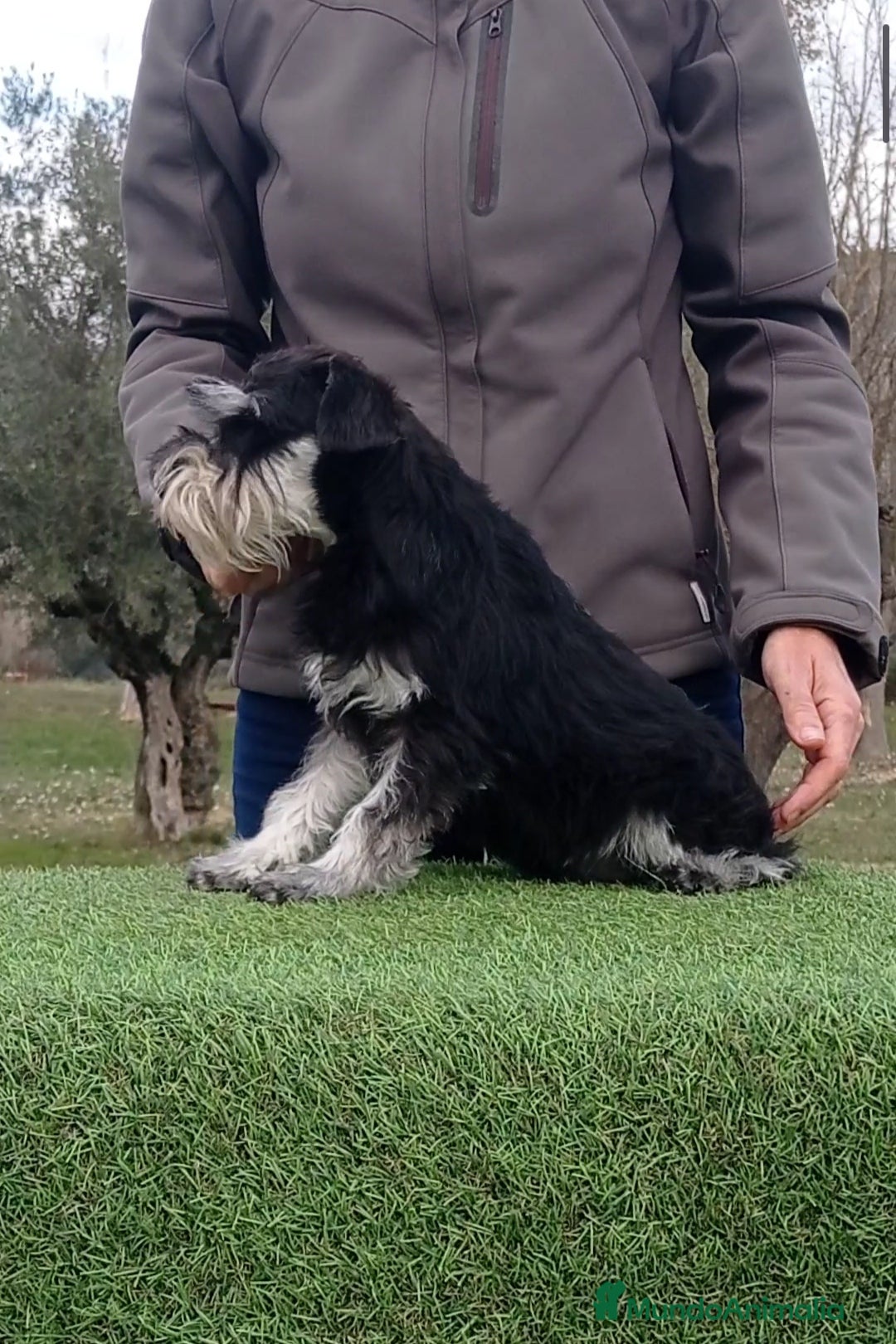 Schnauzer Miniatura perros en venta: Espectacular schnauzer miniatura negro plata  - Anuncio 4