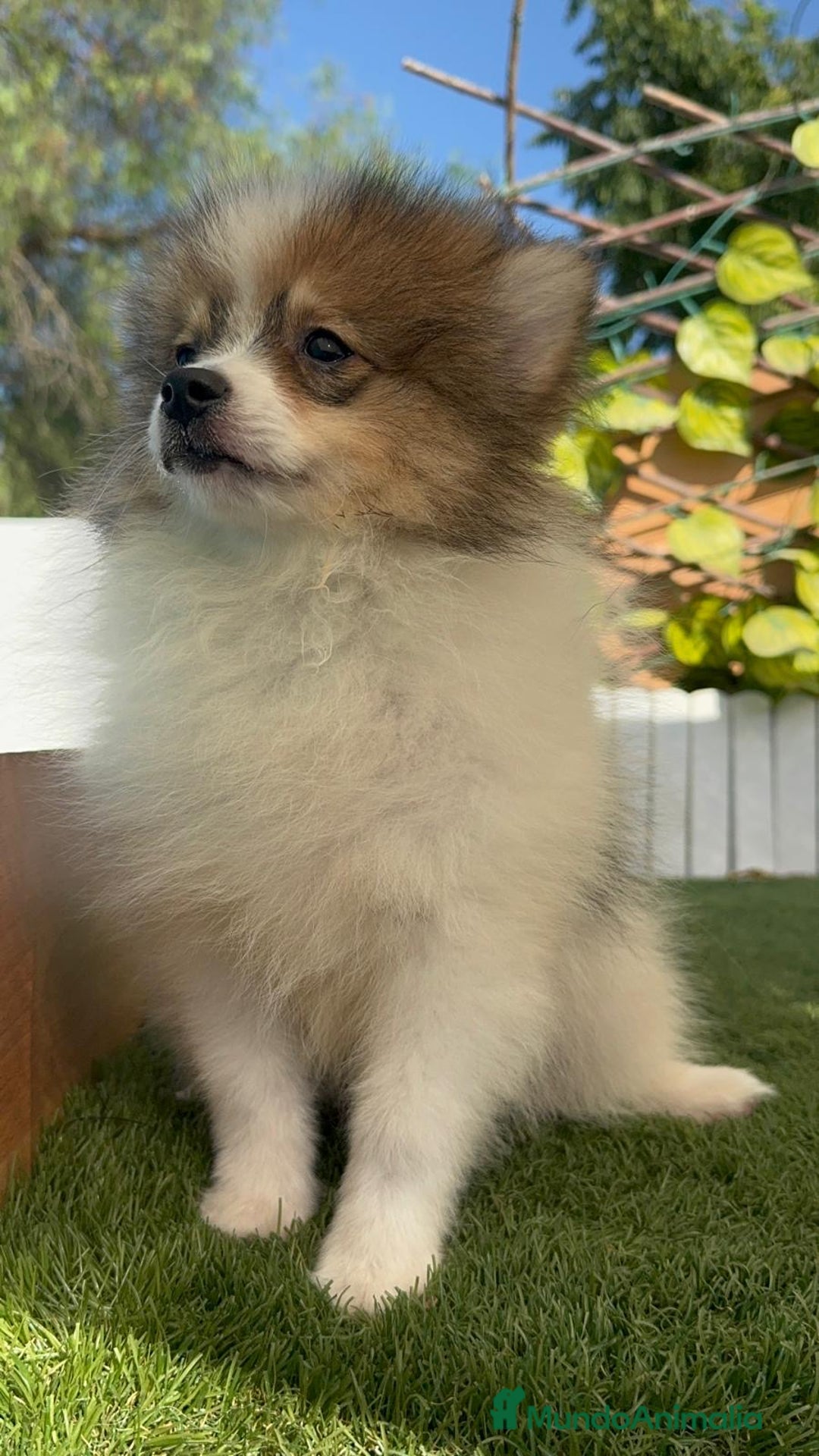 Pomerania perros en venta: POMERANIA MACHO ENVIO A TODA ESPAÑA - Imagen 12