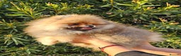 Pomerania perros en venta: MACHITO POMERANIA PRECIOSO - Anuncio 2
