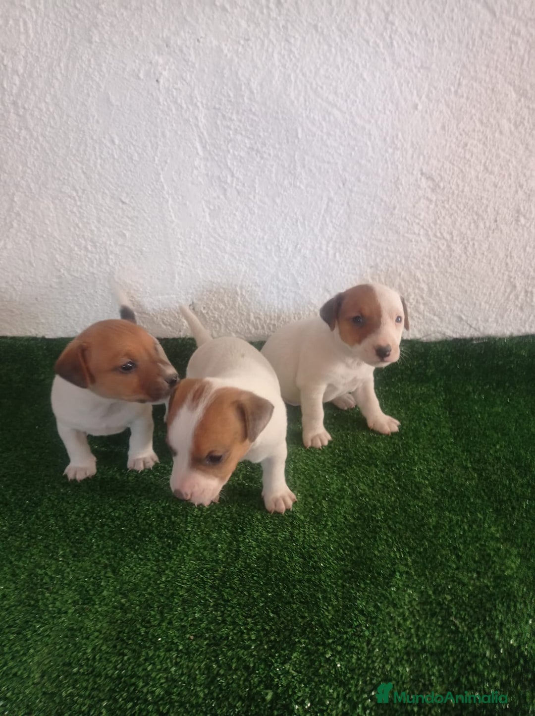 Jack Russell Terrier perros en venta: Jack Russell  - Imagen 4