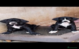 Dogo Alemán perros en venta: Preciosa camada de dogo alemán hembras  - Imagen 4