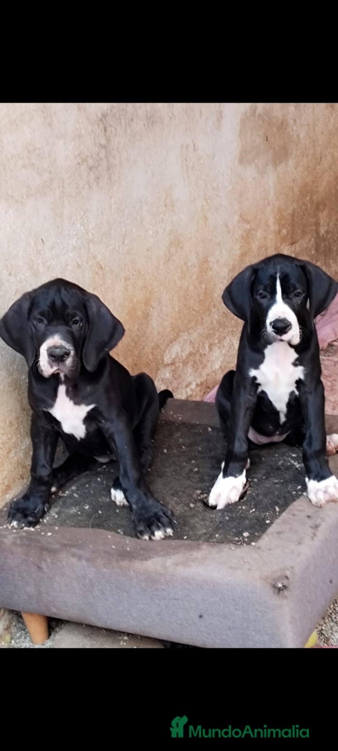 Dogo Alemán perros en venta: Preciosa camada de dogo alemán hembras  - Imagen 4