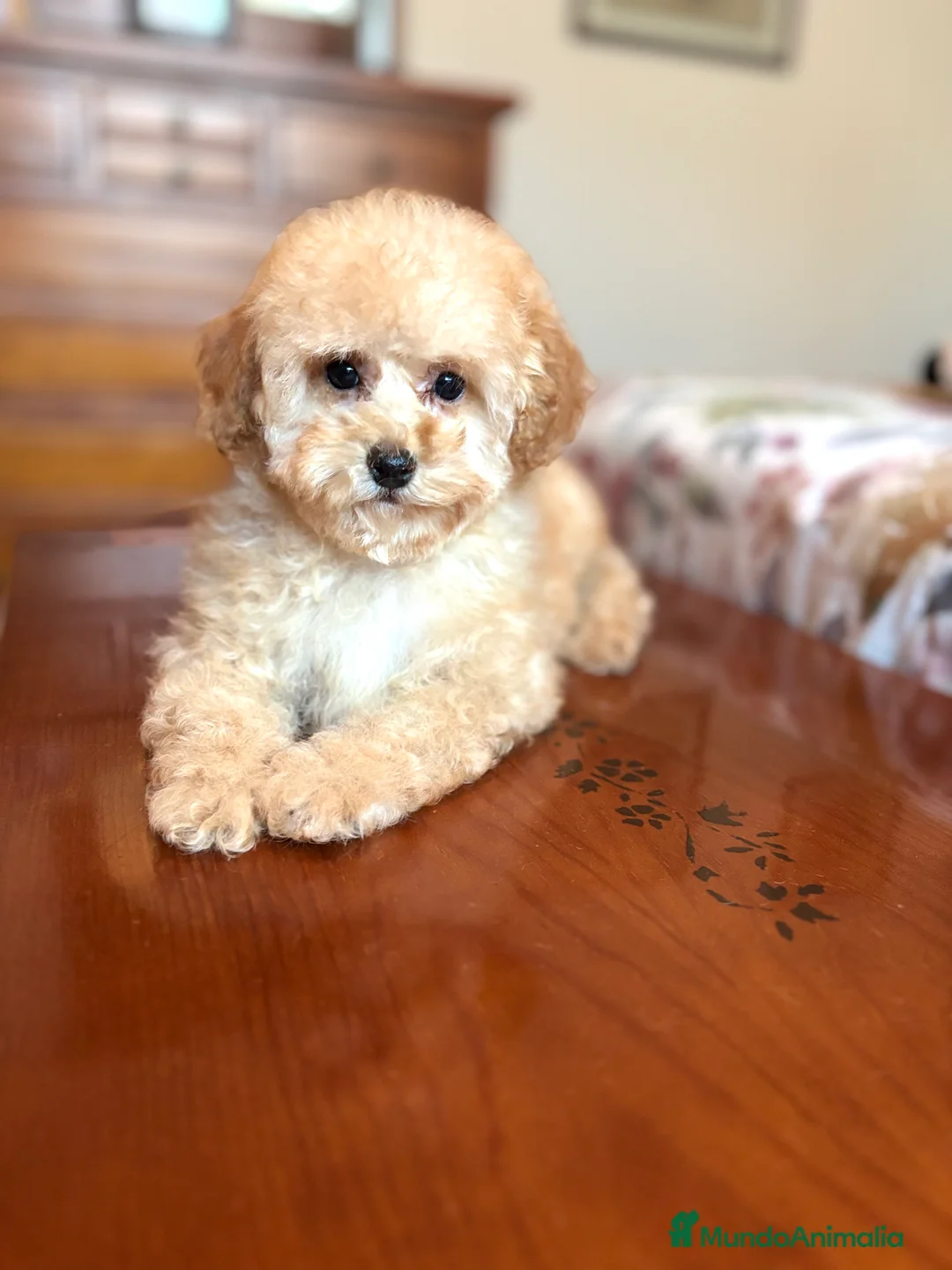 Caniche Toy perros en venta: Caniche toy apricot !!! - Anuncio 4