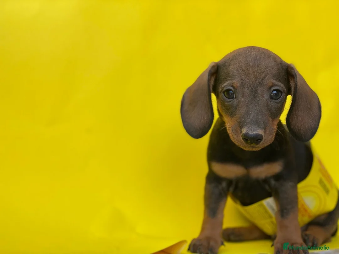 Teckel perros en venta: TECKEL //// PRECIOSIDADES  en Badajoz - Anuncio 3