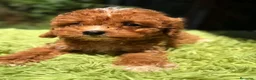 Cavapoo perros en venta: CAVAPOO ROJOS DISPONIBLES - Anuncio 3